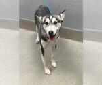 Small Siberian Husky Mix
