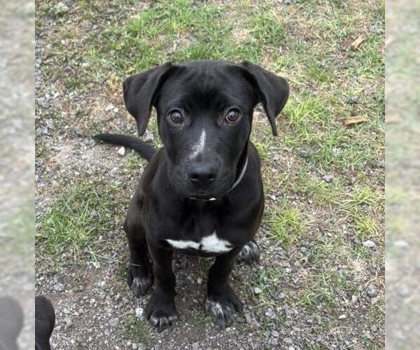 Medium Photo #2 Labrador Retriever-Unknown Mix Puppy For Sale in Conroe, TX, USA