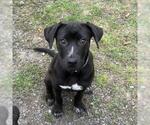 Small #1 Labrador Retriever Mix