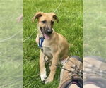 Small #4 German Shepherd Dog Mix