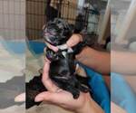 Small Photo #25 French Bulldog Puppy For Sale in FONTANA, CA, USA