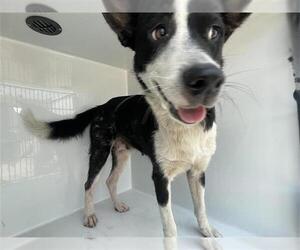 Labrador Retriever Dogs for adoption in Houston, TX, USA