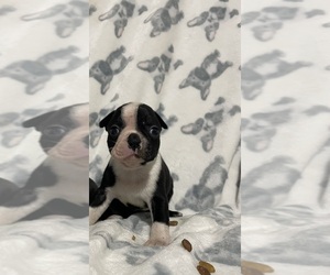 Boston Terrier Puppy for sale in CHARLOTTESVILLE, VA, USA