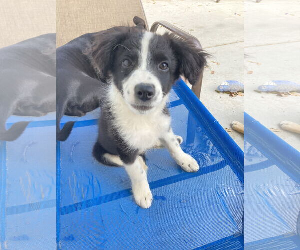 Medium Photo #4 Border Collie-Collie Mix Puppy For Sale in San Diego, CA, USA
