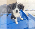 Small #3 Border Collie-Collie Mix