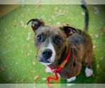 Small Catahoula Leopard Dog Mix