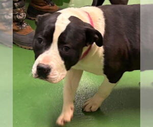 Mutt Dogs for adoption in Rustburg, VA, USA