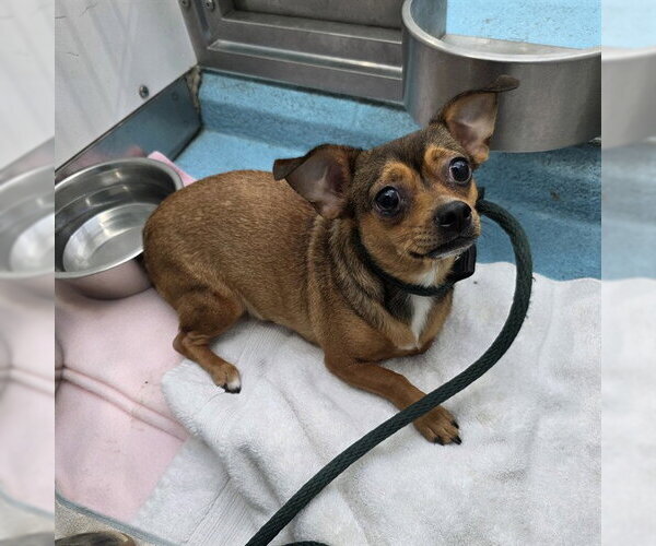Medium Photo #1 Chihuahua-Unknown Mix Puppy For Sale in Long Beach, CA, USA