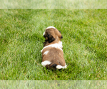 Small #7 Shih Tzu