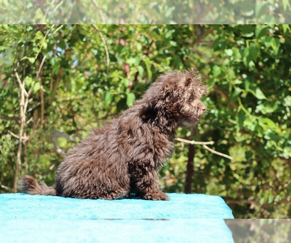 Medium Photo #34 ShihPoo Puppy For Sale in DYERSBURG, TN, USA