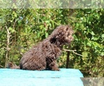 Small #33 ShihPoo