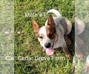 Australian Cattle Dog Puppy for Sale in WINGATE, North Carolina USA