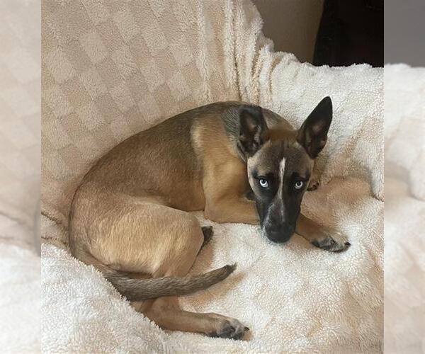 Medium Photo #2 German Shepherd Dog-Siberian Husky Mix Puppy For Sale in Stockton, CA, USA