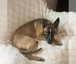 Small #1 German Shepherd Dog-Siberian Husky Mix
