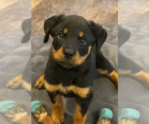 Rottweiler Puppy for sale in VIOLA, AR, USA