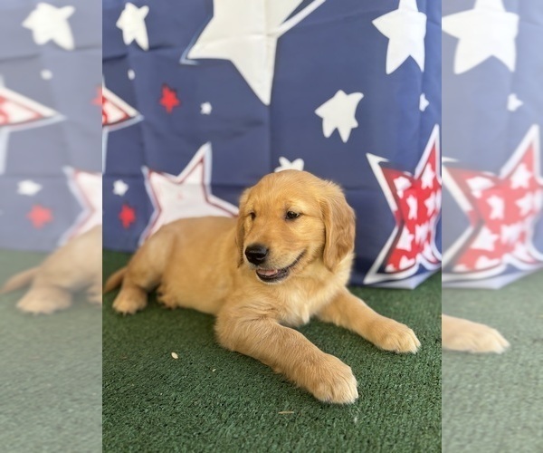 Medium Photo #17 Golden Retriever Puppy For Sale in CERES, CA, USA