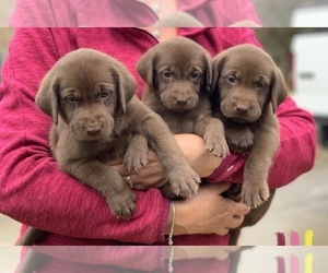 Chocolate Labrador retriever-Labrador Retriever Mix Puppy for sale in OAK RIDGE, NC, USA