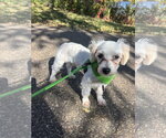 Dayton - Male Maltese Dog for Adoption - Small photo