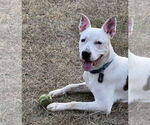 Small #7 Boxer Mix