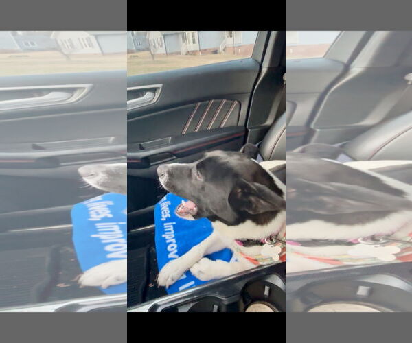 Medium Photo #14 Mutt Puppy For Sale in Holly Springs, NC, USA