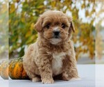 Small Photo #3 Havanese-Poodle (Toy) Mix Puppy For Sale in EAST EARL, PA, USA