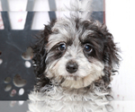 Small Photo #2 Aussie-Poo Puppy For Sale in MARIETTA, GA, USA