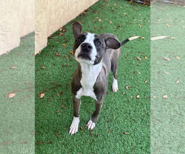 Medium Photo #6 Mutt Puppy For Sale in Pompano Beach , FL, USA