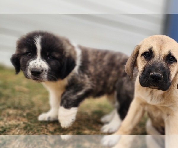 Medium Photo #18 Anatolian Shepherd Puppy For Sale in CUMBY, TX, USA