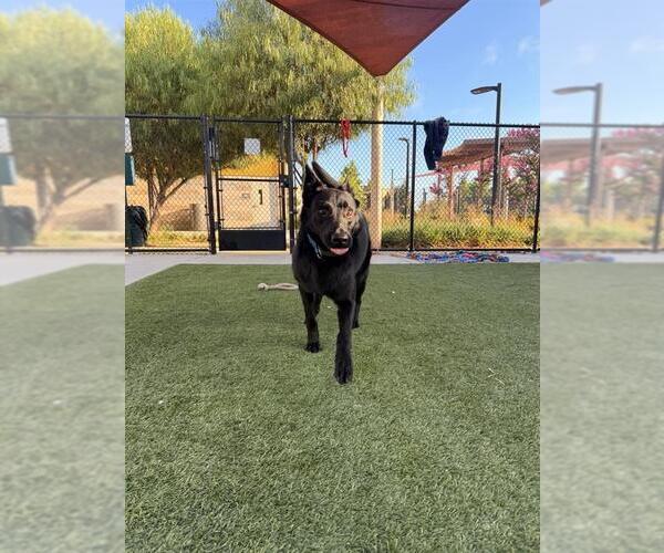 Medium Photo #4 Mutt Puppy For Sale in Elk Grove, CA, USA