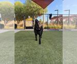 Small #3 Mutt