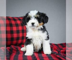 Miniature Bernedoodle Puppy for sale in DALTON, OH, USA