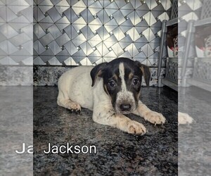 Jack Russell Terrier Puppy for sale in GOSHEN, IN, USA