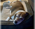 Small #1 Beagle