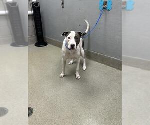 American Pit Bull Terrier-Unknown Mix Dogs for adoption in Las Vegas, NV, USA