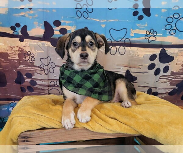 Medium Photo #2 Golden Labrador Puppy For Sale in Mt. Laurel, NJ, USA