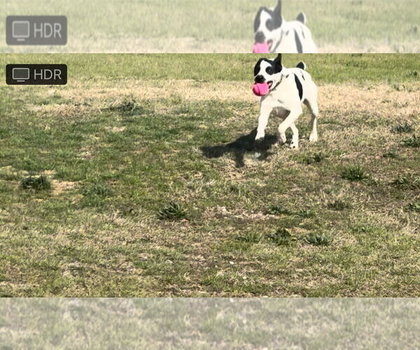 Medium Photo #2 Border Collie-Unknown Mix Puppy For Sale in Pryor, OK, USA