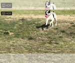 Small #1 Border Collie Mix