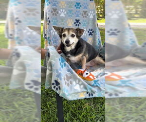 Maria Camila - Female Chihuahua-Unknown Mix Dog for Adoption - Photo #9