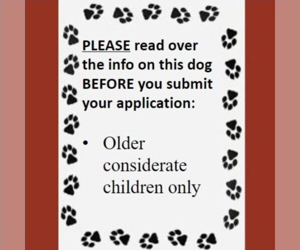 Medium Photo #6 Siberian Husky-Unknown Mix Puppy For Sale in Fargo, ND, USA