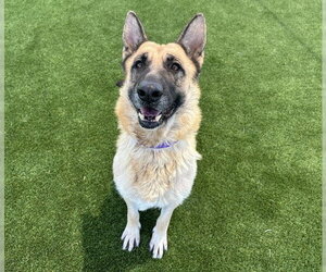 German Shepherd Dog-Unknown Mix Dogs for adoption in Martinez, CA, USA