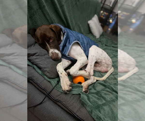 Medium Photo #3 Pointer Puppy For Sale in San Diego, CA, USA