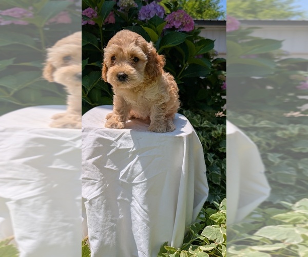 Medium Photo #20 Cavapoo Puppy For Sale in GOSHEN, IN, USA