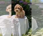 Small Photo #20 Cavapoo Puppy For Sale in GOSHEN, IN, USA