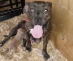 Small Photo #10 American Pit Bull Terrier Puppy For Sale in BALTIMORE, MD, USA
