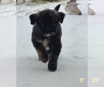 Small Photo #42 Mastiff-Pyrenean Mastiff Mix Puppy For Sale in RHOME, TX, USA