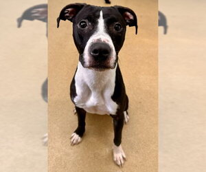 American Pit Bull Terrier Dogs for adoption in Derwood, MD, USA