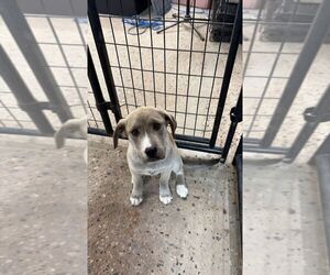 Labrador Retriever-Unknown Mix Dogs for adoption in Calgary, Alberta, Canada