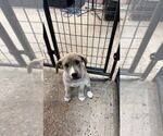Small Labrador Retriever Mix