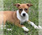 Small #2 Labrador Retriever Mix