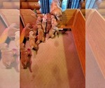 Small Photo #14 Golden Retriever Puppy For Sale in DAKOTA, MN, USA